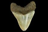 Fossil Megalodon Tooth - North Carolina #124957-2